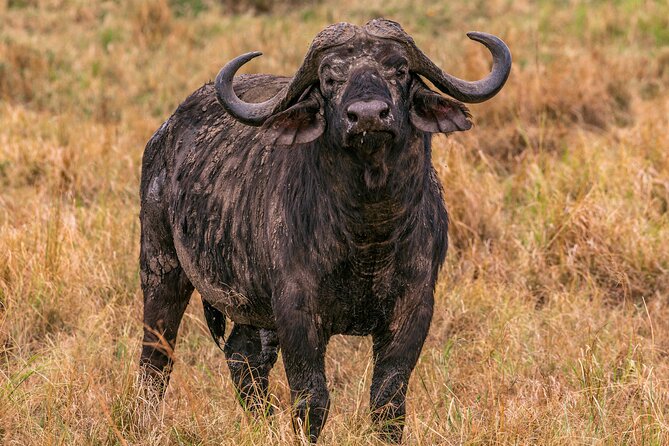 Big Five Classic Safari in Tanzania **Sustainable Travel Approach - Wildlife and Ecosystems