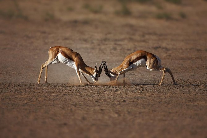 Big Five Game Reserve Wildlife Safari From Cape Town - Itinerary Highlights