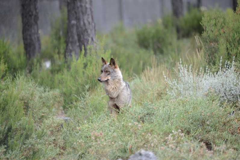 Big Five - Wildlife Spotting Highlights