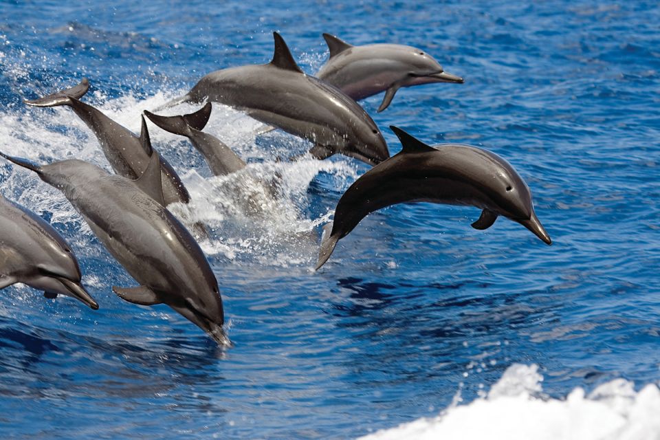 Big Island: 3 Hour Waikoloa Snorkeling & Sailing Adventure - The Spirit of Aloha Catamaran