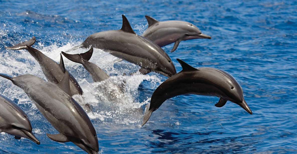 Big Island: 3 Hour Waikoloa Snorkeling & Sailing Adventure - Inclusions in the Package