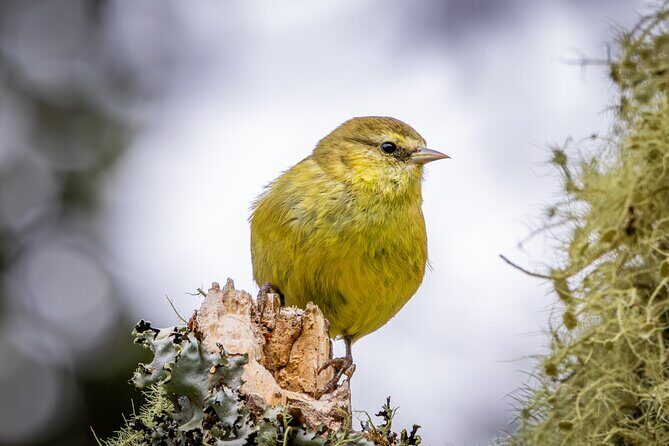 Big Island Birdwatching Tour - Pricing and Value