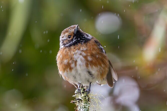 Big Island Birdwatching Tour - What Reviewers Say