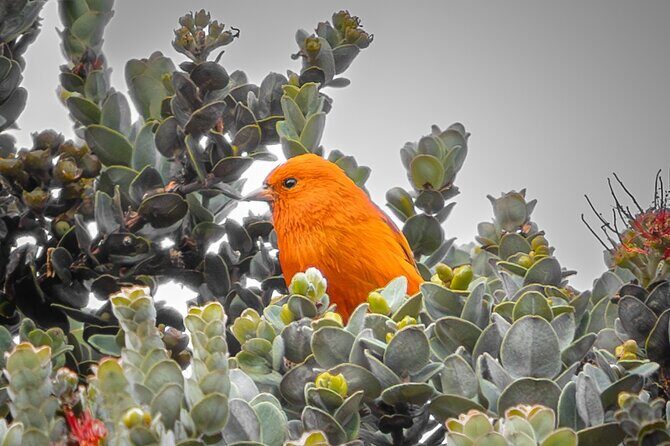 Big Island Birdwatching Tour - Final Thoughts