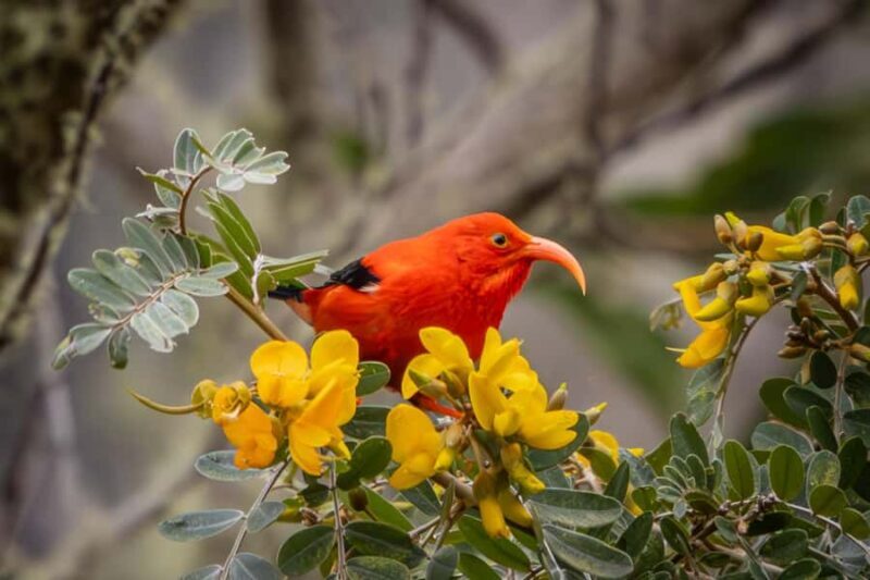 Big Island: Birdwatching Tour with Expert Guide - Key Points