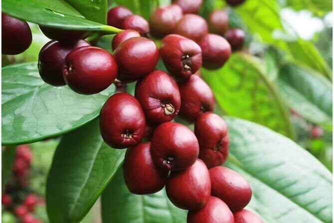 Big Island Epic Coffee Tour - ATV Ride Included - An Honest Breakdown of the Tour