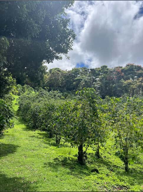 Big Island: Hilo to Kona Day Tour with Tastings - Authenticity and Local Flavor