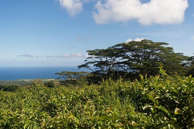 Big Island Kohala Canopy Zipline Adventure - Participant Requirements and Guidelines
