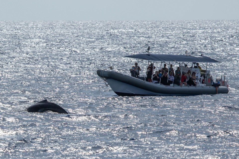 Big Island: Kona Super Raft Whale Watch - Key Points