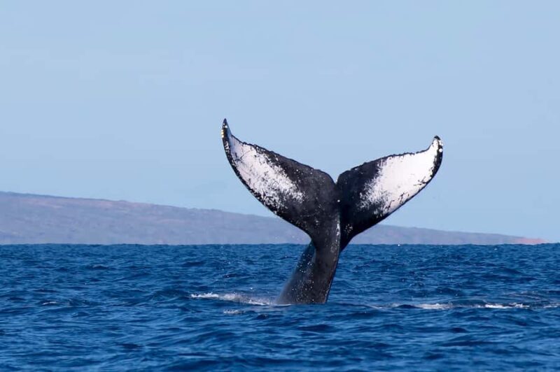 Big Island: Kona Whale Watching Tour - Why Guides Make a Difference