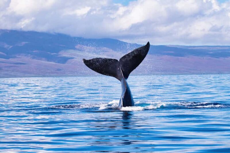 Big Island: Kona Whale Watching Tour - Authentic Encounters and Special Moments