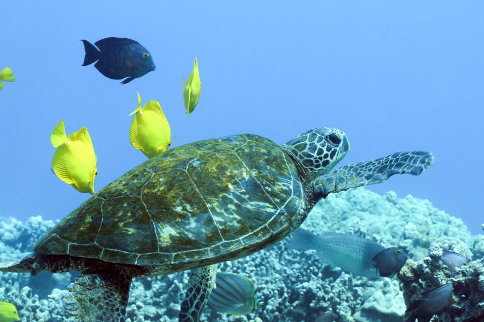 Big Island: Luxury Catamaran Trip Along the Kona Coast - Boat Information