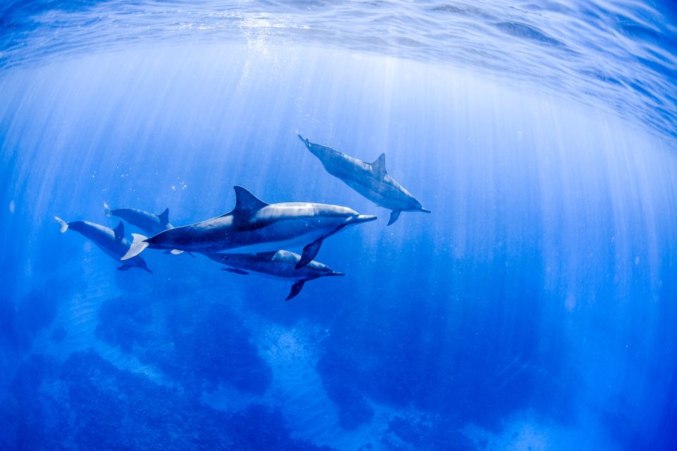 Big Island: Luxury Catamaran Trip Along the Kona Coast - Frequently Asked Questions