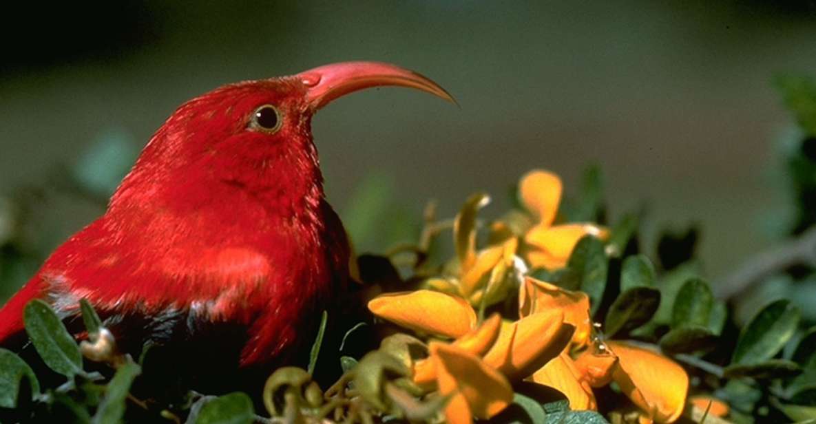Big Island: Native Bird Watching & Hiking Tour - Customer Reviews