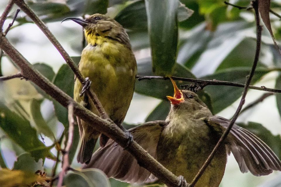 Big Island: Native Bird Watching & Hiking Tour - Directions