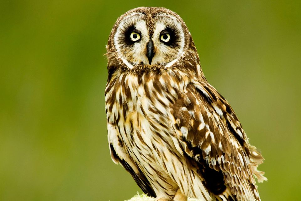 Big Island: Native Bird Watching & Hiking Tour - Itinerary