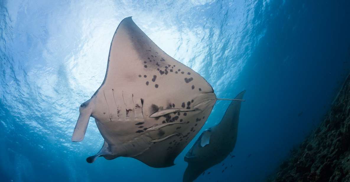 Big Island: Snorkel With Manta Rays - Manta Guarantee - Manta Ray Village Sail