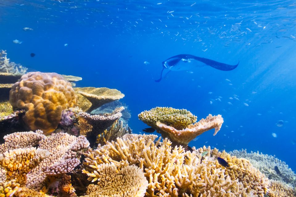 Big Island: Snorkel With Manta Rays - Manta Guarantee - Expert Guided Briefing