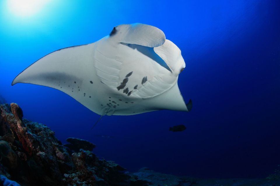 Big Island: Snorkel With Manta Rays - Manta Guarantee - Logistical Details