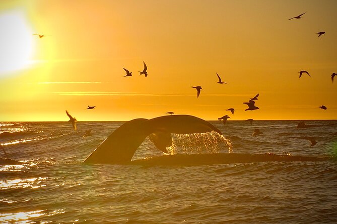Big Whales & Puffins RIB Boat Tour From Húsavík - Reviews