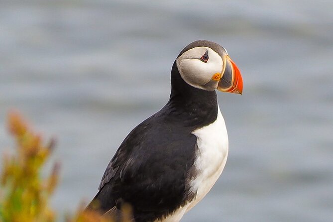 Big Whales & Puffins RIB Boat Tour From Húsavík - Boat and Equipment