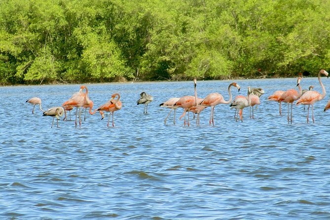 Bigi Pan Tourist Eco Lodge - Bird-watching Boat Trip
