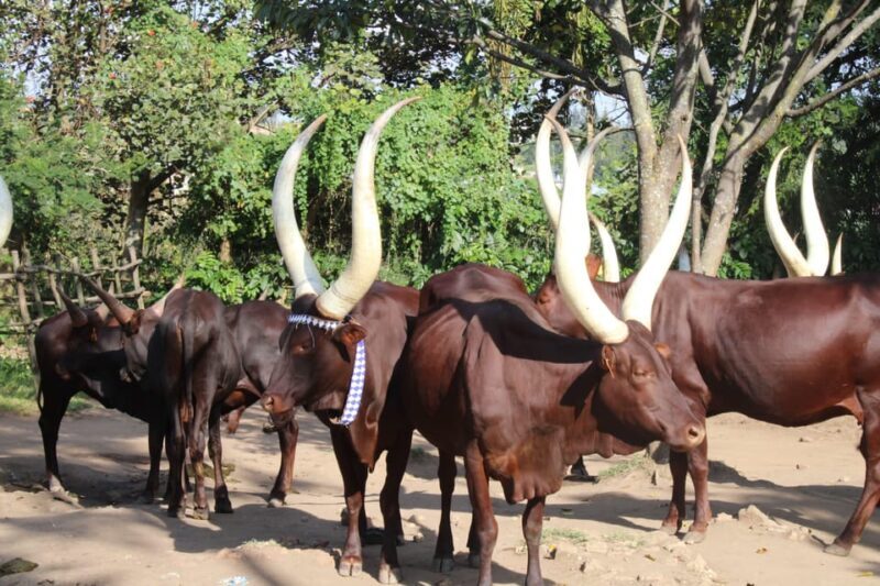 BIGOGWE : Rock Climbing and Cow Milking & Corn Roasting Tour - What Travelers Say