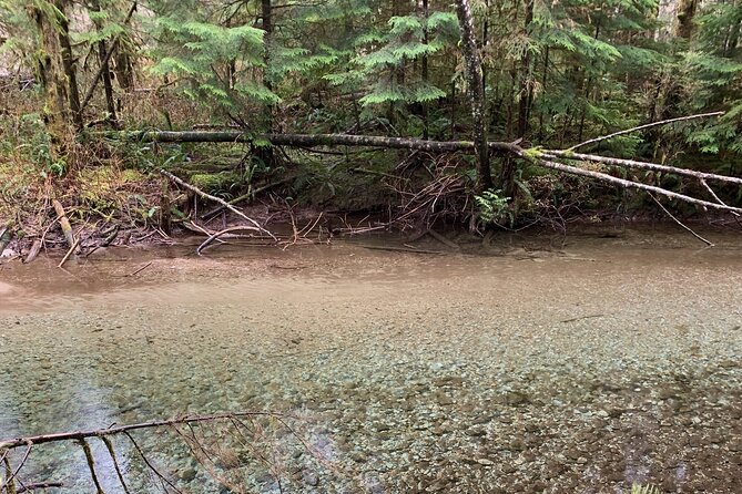 Bike/ E-bike North Vancouvers Seymour Demonstration Forest - Reviews and Feedback