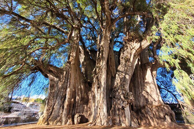 Bike Ride to the Largest Tree in the World - An In-Depth Look at the Tour Experience
