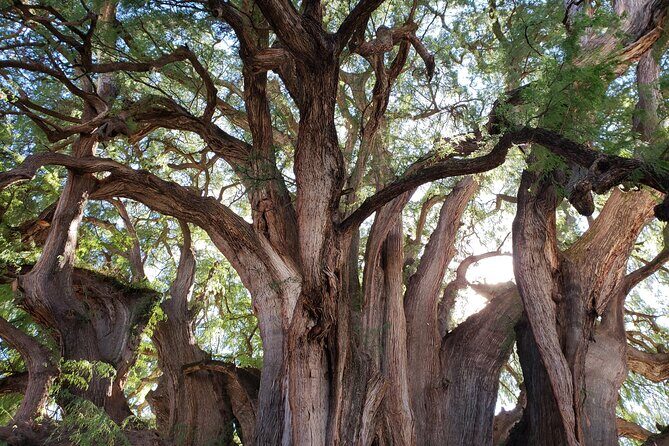 Bike Ride to the Largest Tree in the World - Who Will Love This Tour?