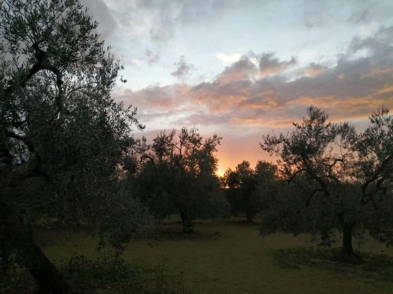 Bike tour in Trani + visit to olive grove and evo oil tasting - An Inviting Introduction to Trani’s Countryside