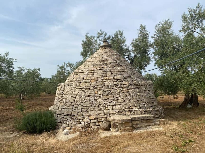 Bike tour in Trani + visit to olive grove and evo oil tasting - What You Can Expect on This Journey