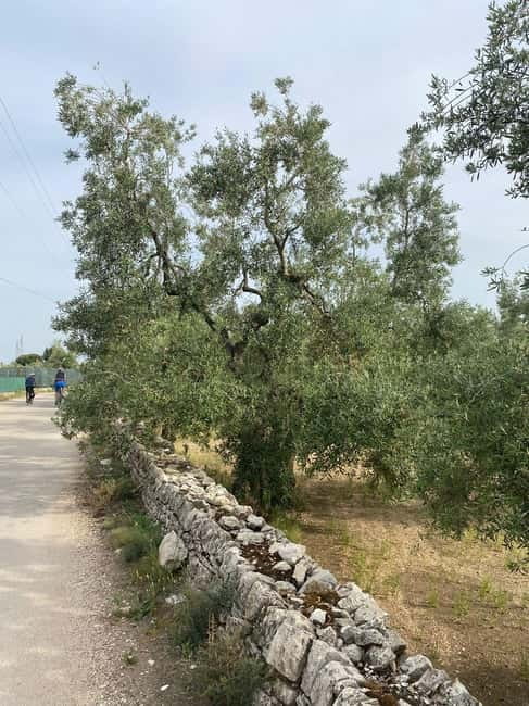 Bike tour in Trani + visit to olive grove and evo oil tasting - A Balanced Reflection on the Experience