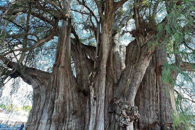 Bike tour to the Tule Tree and the Gastronomic Market - The Sum Up