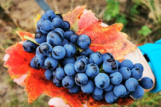 Bike & Wine tour in Dealu Mare wineland - Key Points