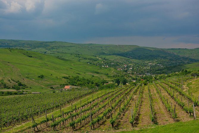 Bike & Wine tour in Dealu Mare wineland - Practical Details & Tips