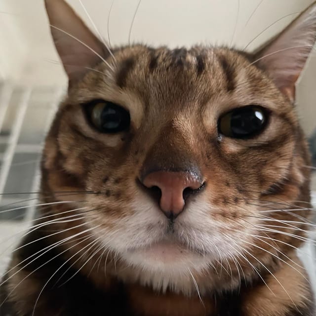 Bilbao: 30-Minute Entry Ticket to a Cat Café - Therapeutic Benefits
