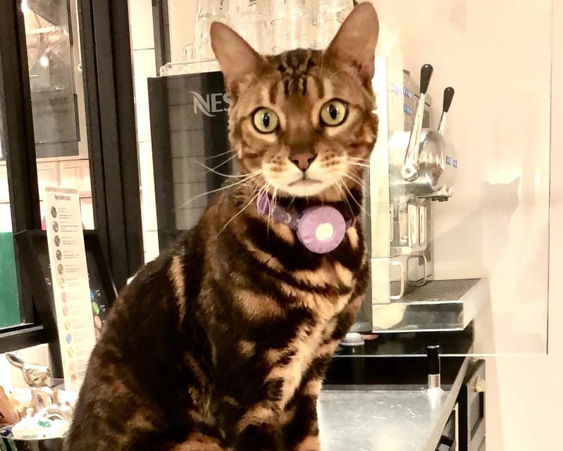 Bilbao: 30-Minute Entry Ticket to a Cat Café - Interactive Cat Experience