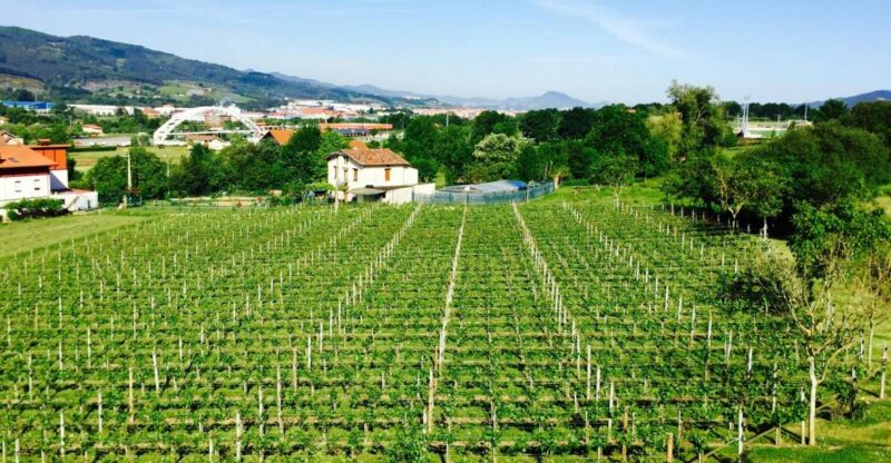 Bilbao: Guided Txacoli Wine Tasting - Experience Details