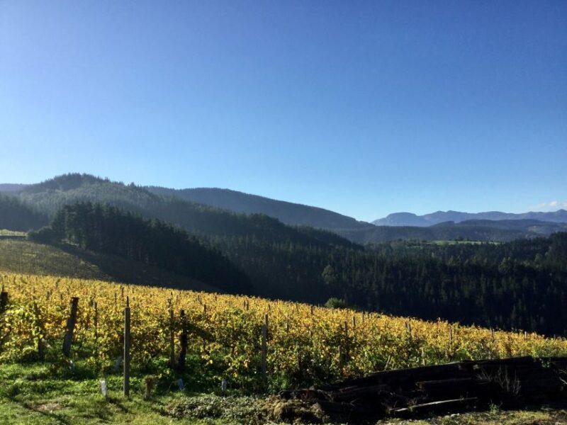 Bilbao Txakoli Wine Tour - Experience Highlights