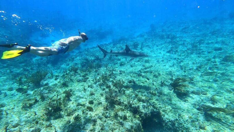 Bimini: 4-Stop Snorkeling Adventure - Key Points