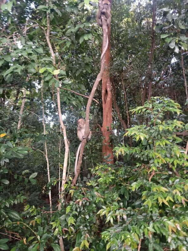 Bintan Mangrove OR Fireflies Tour - Key Points