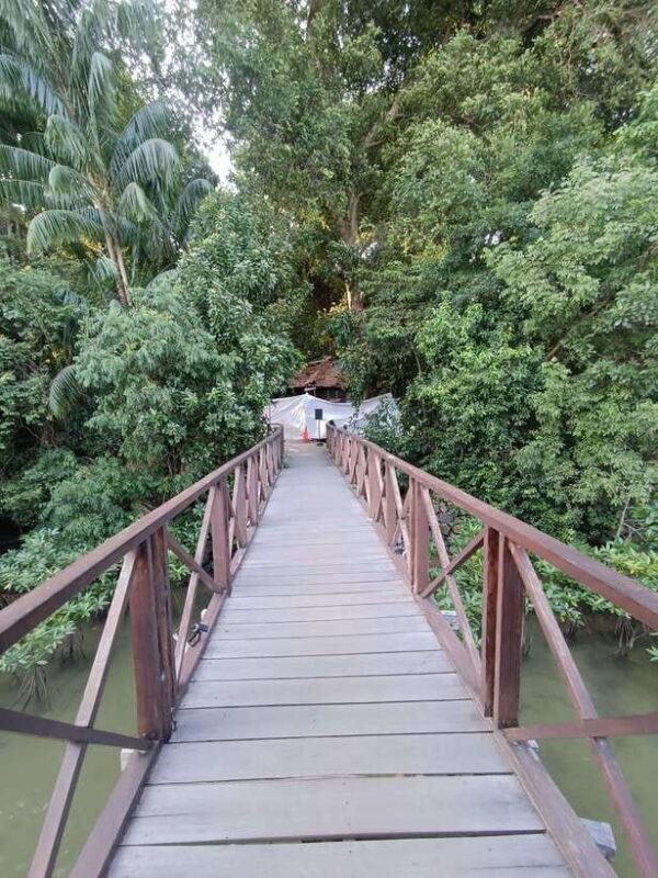 Bintan Mangrove OR Fireflies Tour - Who Should Consider This Tour?