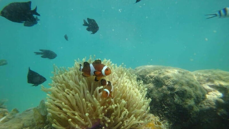 Bintan Snorkeling - The Sum Up