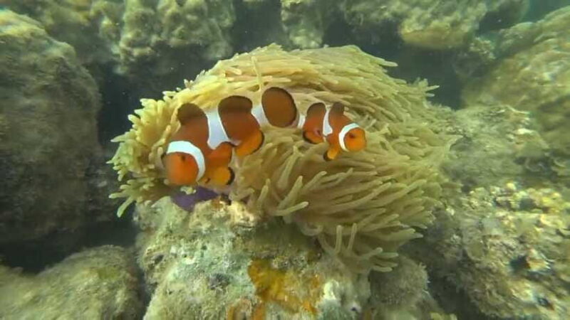 Bintan Snorkeling - FAQ