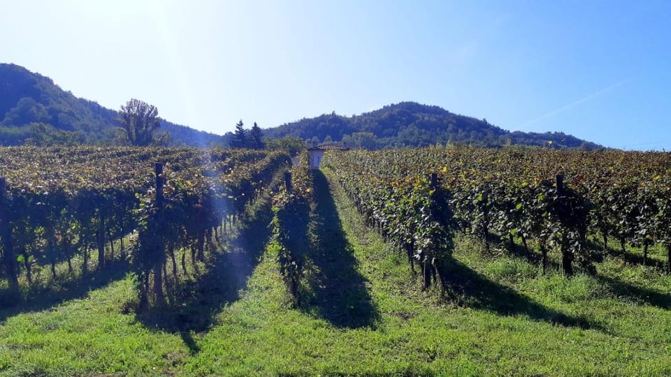 Biodynamics Vineyard Tour and Tasting at Al Di Là Del Fiume - Vineyard Tour