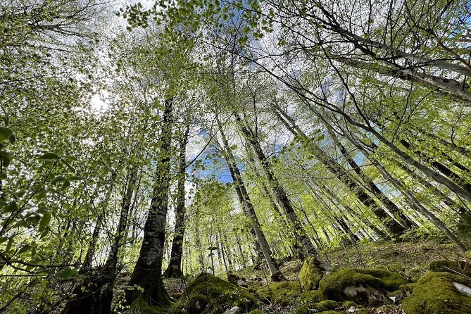 Biogradska Gora National Park & Skadar Lake Boat Tour - Cancellation and Refund Policy