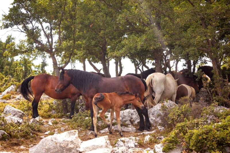 Biokovo Skywalk Jeep Tour: Ultimate Mountain Views - Customer Reviews