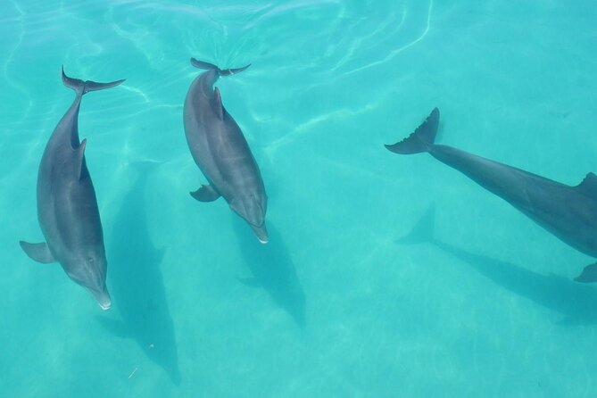 Biologist Owned & Operated: Dolphin Watching & Guided Snorkeling - Customer Feedback