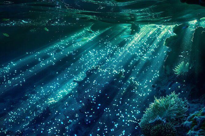 Bioluminescence Snorkel Boat Tour to Klein Bonaire - The Value of the Experience
